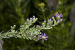 Eastern silver aster